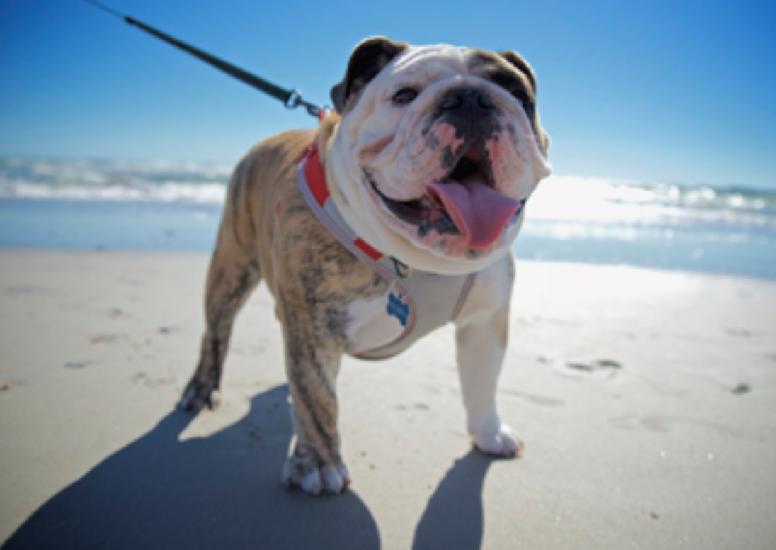 Now What You Need To Know About Virginia Beach Animal Laws