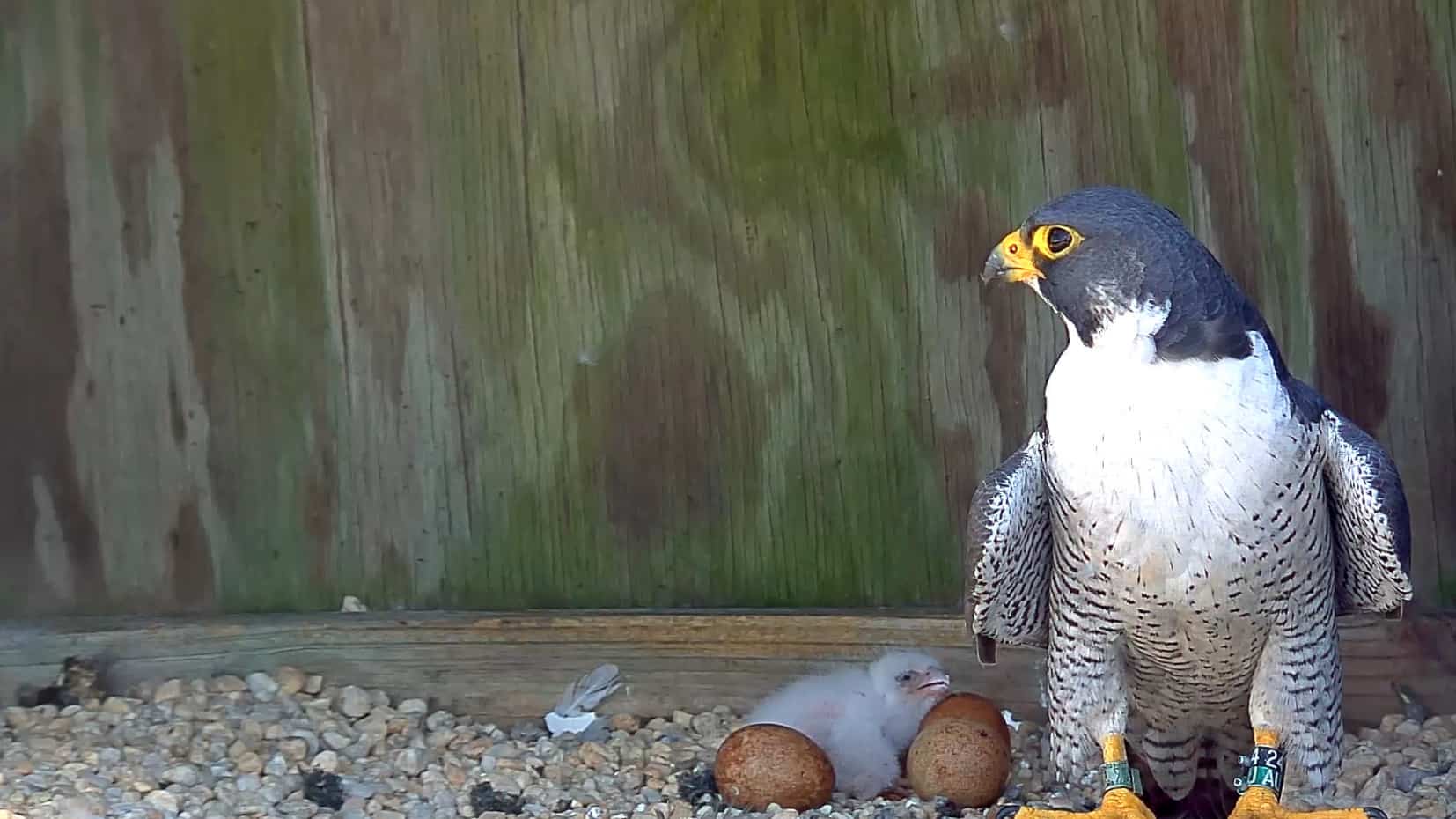 Richmond’s Peregrine Falcon Cam Begins Dramatic New Nesting Season