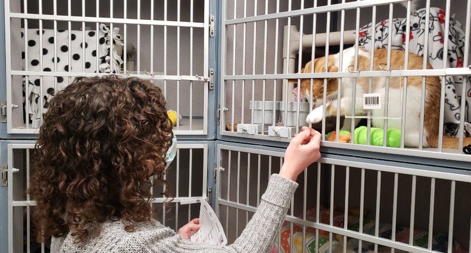 Alexandria Animal Shelter transports 50 cats from Texas