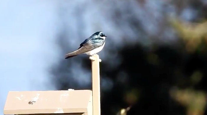 (Video): Tree swallows have settled in their new home in Terra Nova Park